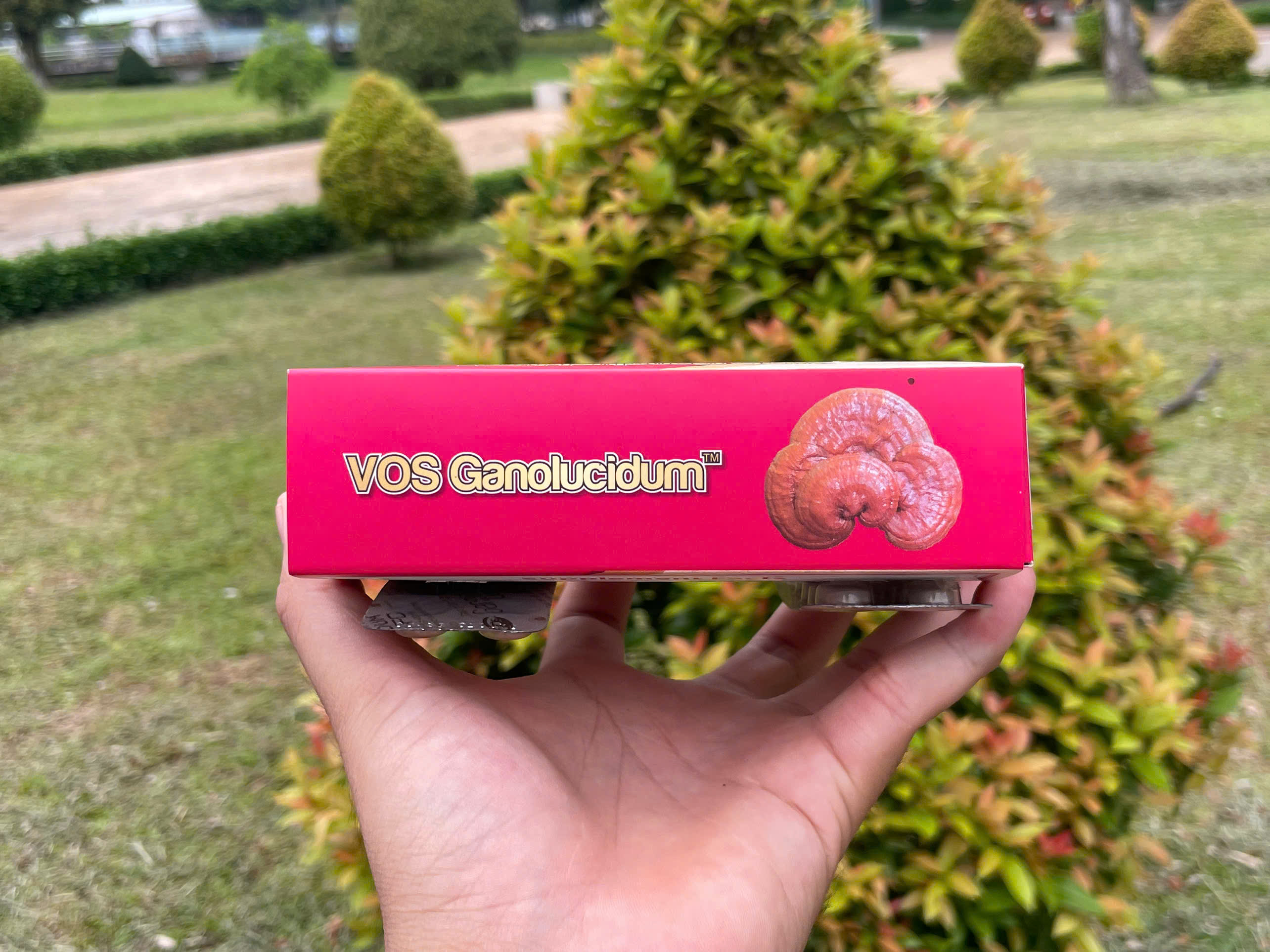 Vì sao nên sử dụng VOS Ganolucidum - Ganoderma Lucidum Fc ?